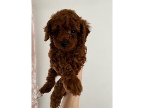 Red brown korelan toy poodle yavrular