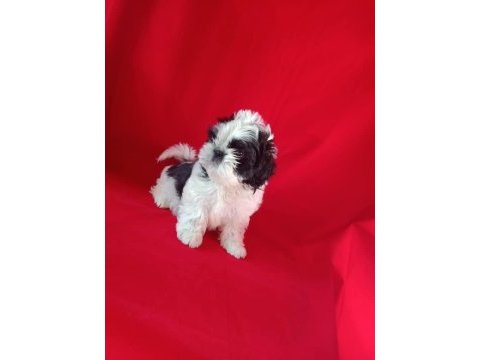 Safkan shih tzu yavrularım