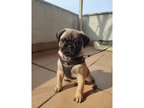 3 aylık erkek pug yavrusu