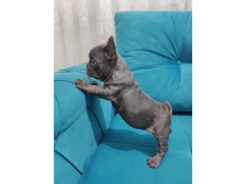 A kalite french bulldog yavrular