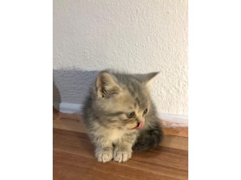 Anne scottish fold baba british shorthair