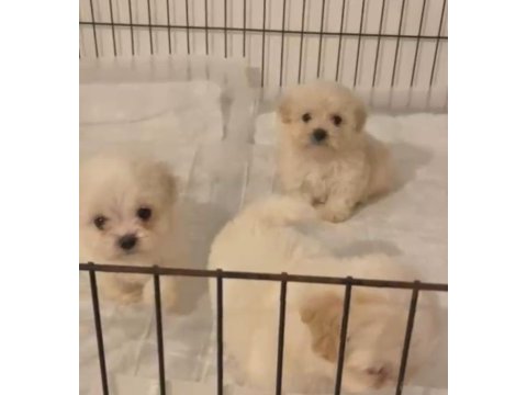 Kore maltese terrier bebeklerimiz