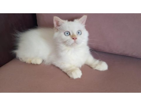 Minik şaşkın iran kedisi
