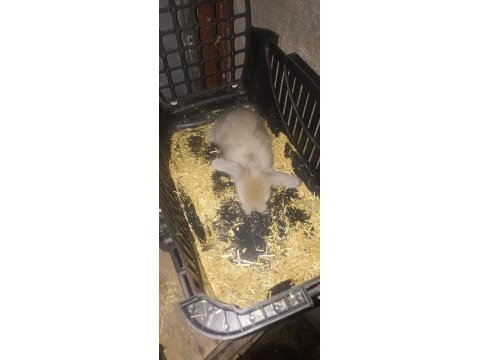 Hollanda lop tavşan yavrusu