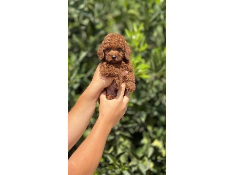 Mersin toy poodle yavrularımız