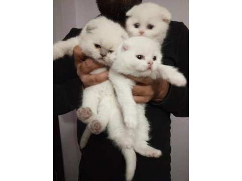 Anne baba şecereli koca kafa british shorthair yavrular