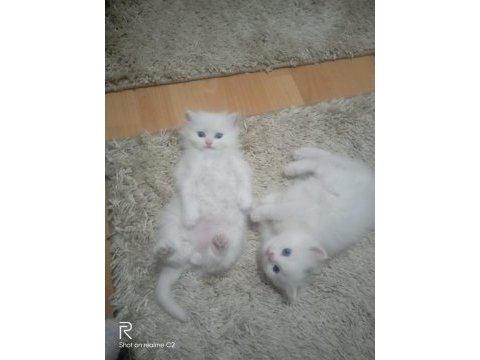 2-3-4 aylık chinchilla beyaz yavrular