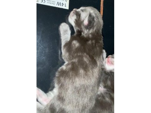 Xxxl 10 günlük 2 erkek yavru şampiyon kan hattı kedimiz