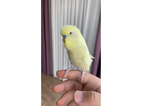 Konuşan muhabbet kuşu elden koldan asla inmez