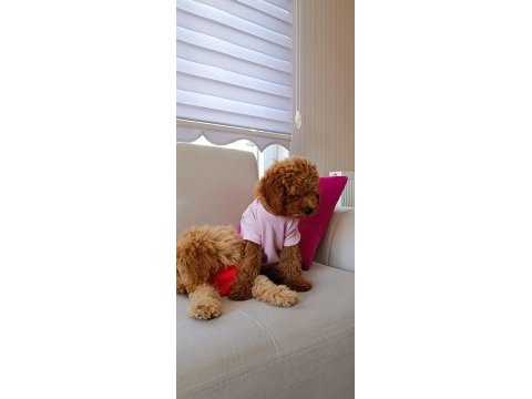 Yavru toy poodle