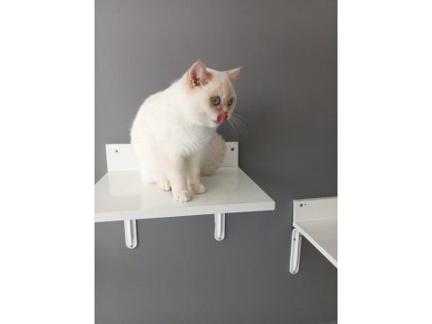 British shorthair red point