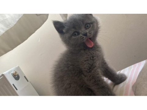 British shorthair dişi ve erkek yavrular