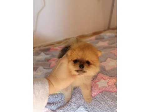 Orjinal pomeranian boo