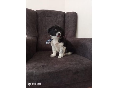 Bayram öncesi acil 2 aylık erkek güzeli border collie