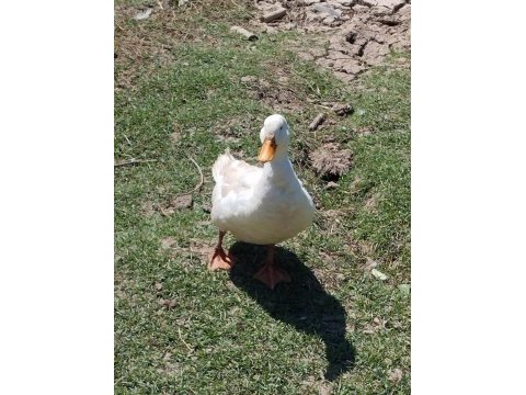 Pekin ördeği 1 yaşında