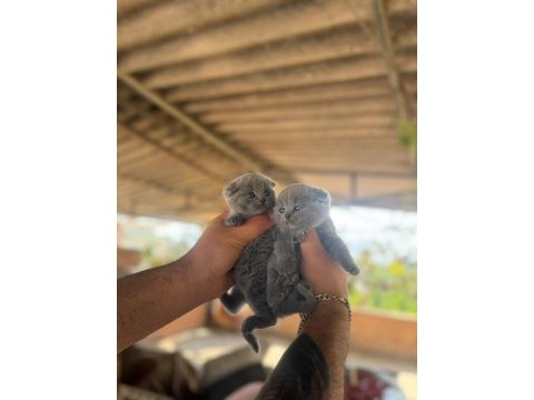 Yavru scottish fold kediler