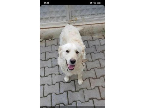 Golden retriever ücretsiz sahiplendirme