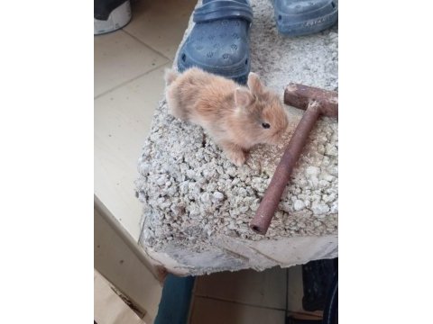 Cüce tavşan