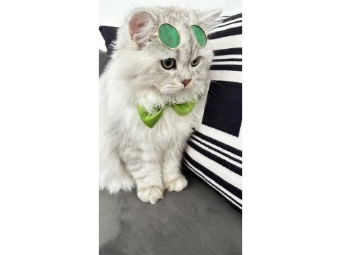British longhair kedime eş arıyorum