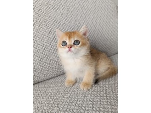 Safkan british golden shorthair yavrular