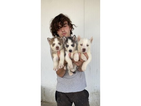 Her renk husky yavrularımız