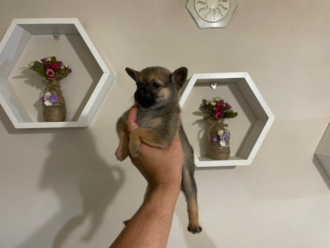 Erkek spitz