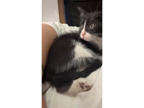Tekir kedimize acil yuva aranıyor