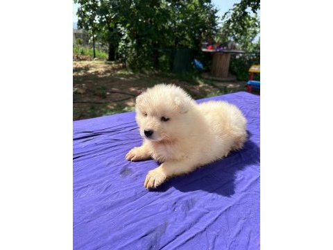 Kar topu samoyed bebekler
