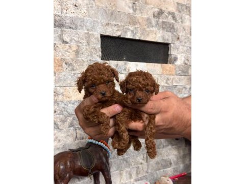 Teacup poodle kızlar hazır