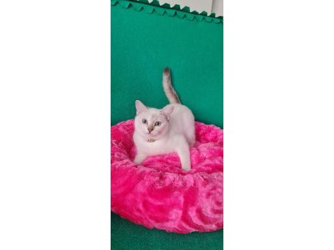Lingspoint british shorthair