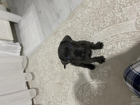 2 aylık ırk garantili cane corso