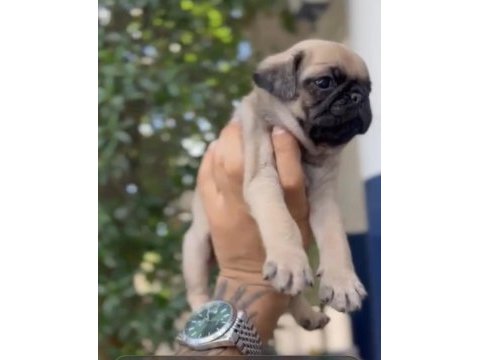 Gül kuyruk a kalite pug arayanlar