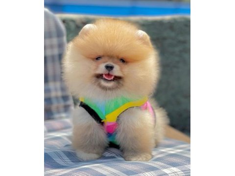 Safkan pomeranian boo bebekler