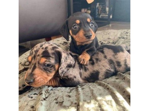 Dachshund köpeği (sosis) yavruları