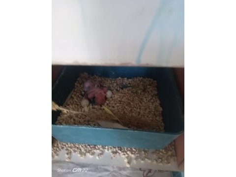 3 yavrusuyla birlikte satılık takım muhabbet kuşu