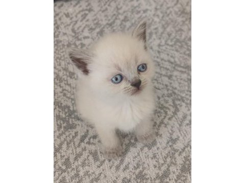 33 günlük british shorthair yavrularımız