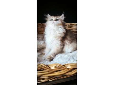 3 buçuk aylık dişi british longhair