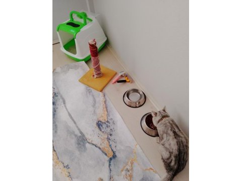 Çok uysal kedimiz askere gideceğim den sahiplendireceğim