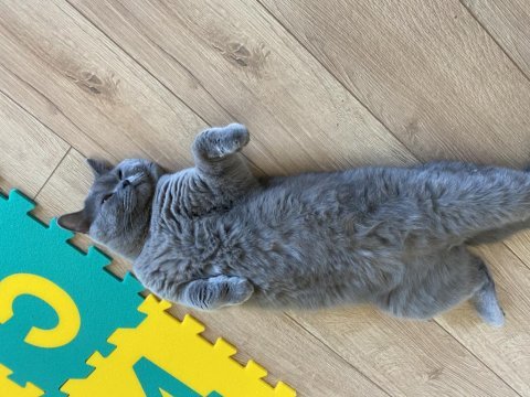 British kedi shorthair