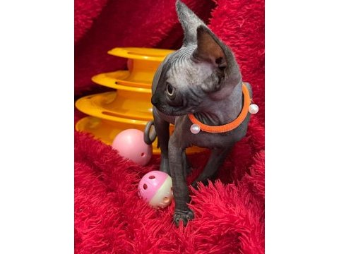 Sphynx sfenks tüysüz dişi erkek yavruları