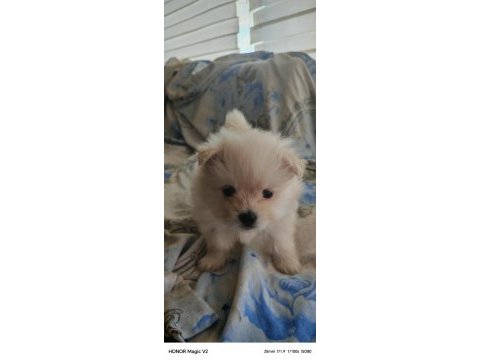1.5 aylık pomeranian köpekler