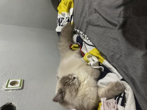 8 aylık erkek british longhair