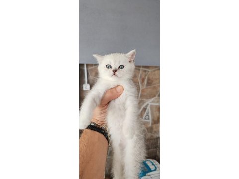 Silver british shorthair