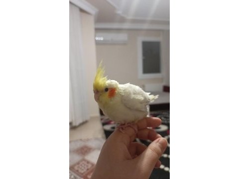 Evcıl 2 buçuk aylık sultan papağanı