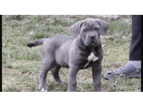 Cane corso köpeğimiz