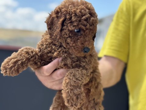 Ankarada  ziyarete açık kore toy poodle yavrularımız