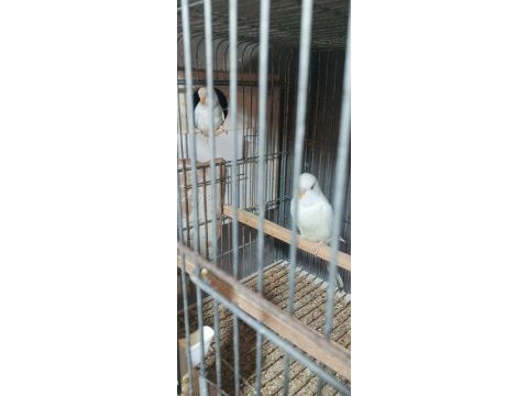 Albino takım muhabbet kuşu beyaz