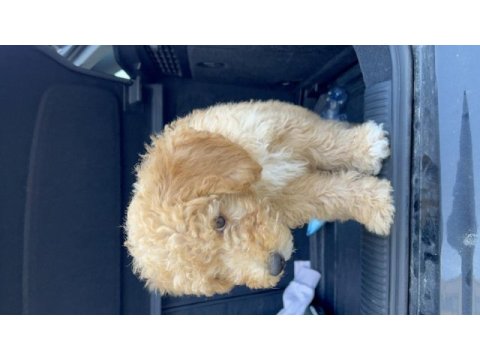4 aylık apricot renk erkek yavru poodle
