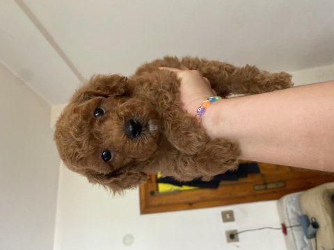 Birbirinden sevimli 4 küçük poodle yaramaz