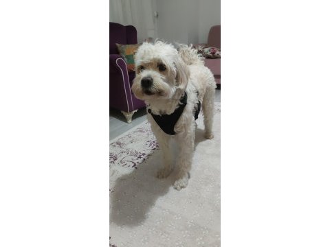 White terrier 3 yaşında ücretsiz sahiplendirme